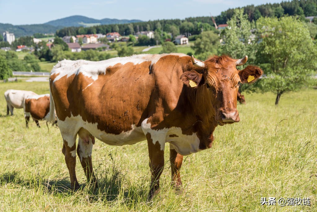 牛羊布病容易得吗,布病的牛羊怎么处理