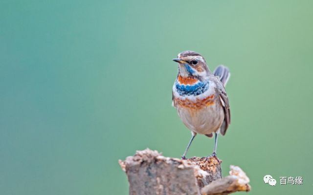 注意这4点养好茉莉花没毛病,注意这九个细节培养强大的气场