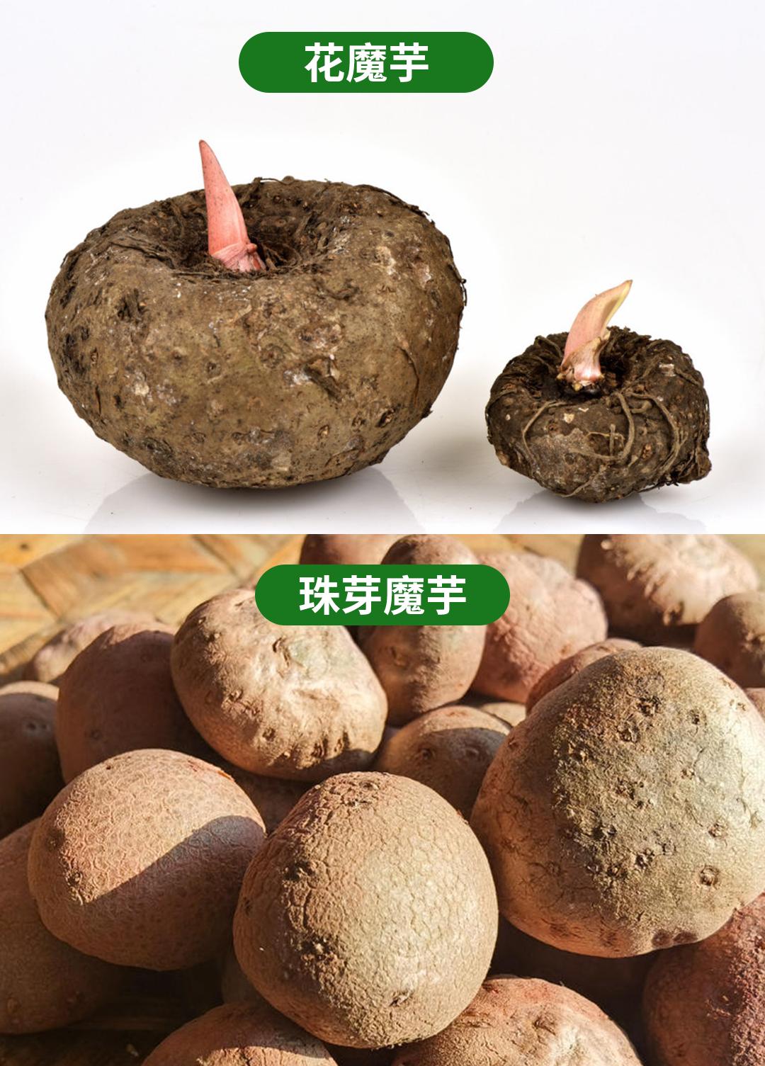 珠芽魔芋和花魔芋的价格对比,魔芋精粉和魔芋的区别