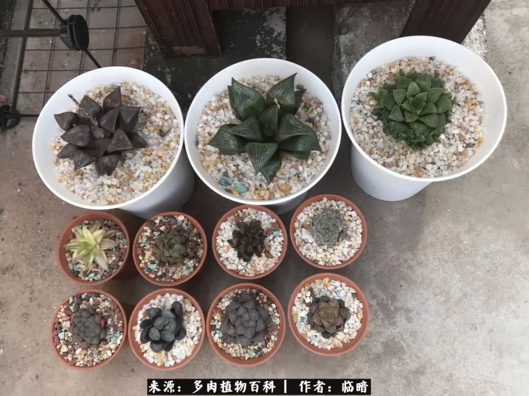 多肉带给我的感情,多肉给人们带什么作用