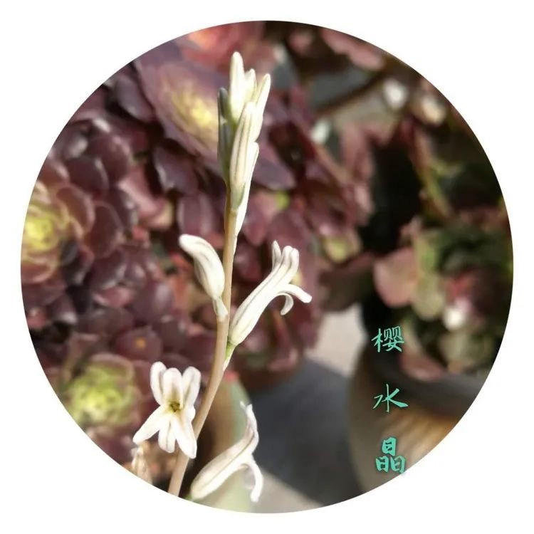 适合从小养到大的多肉,由小到大由浅入深