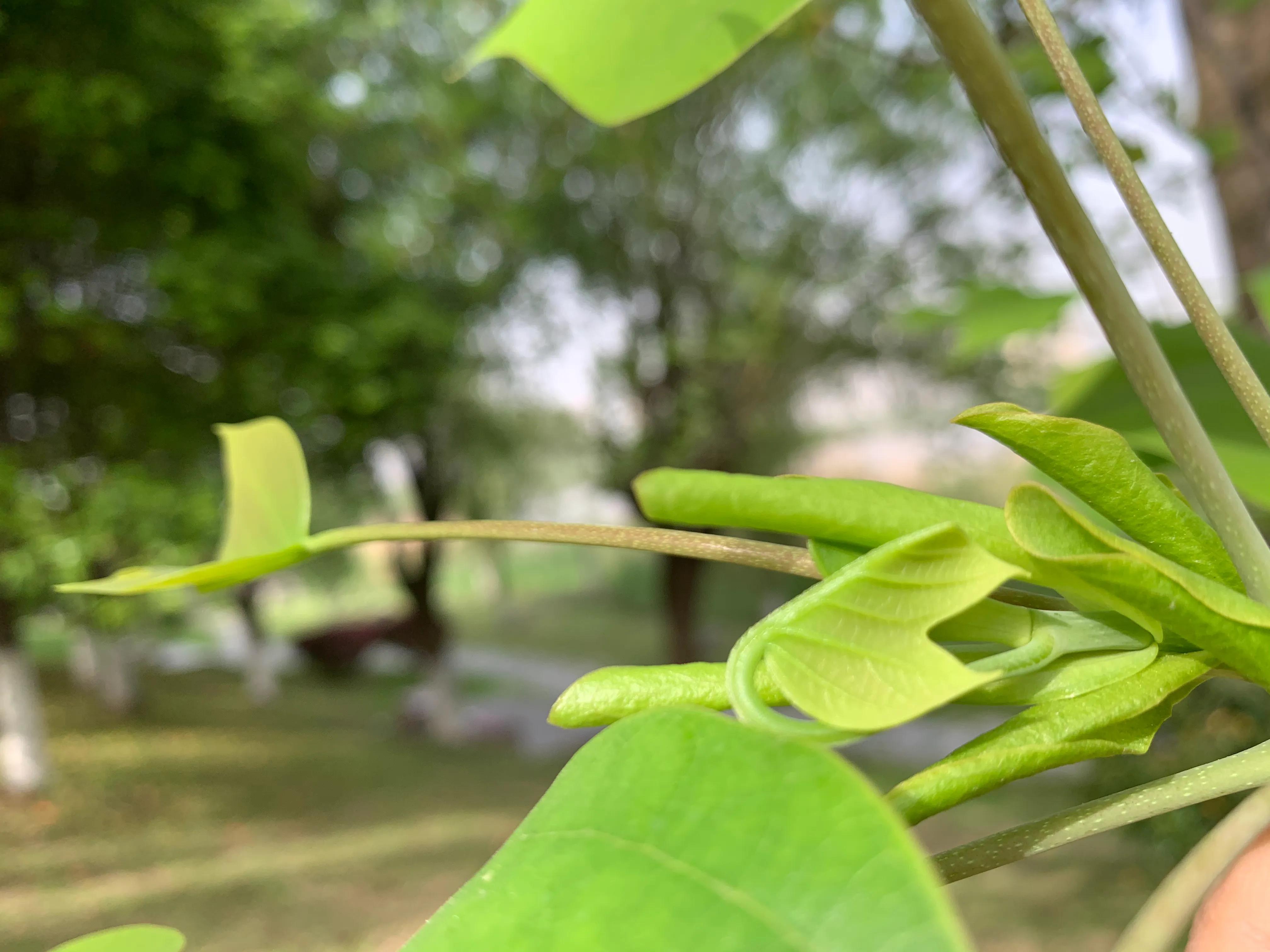 像鹅掌楸的树,小叶鹅掌楸大树