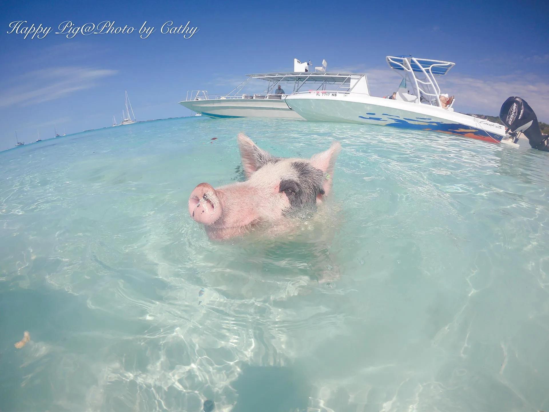 巴哈马粉色沙滩攻略,巴哈马粉沙滩