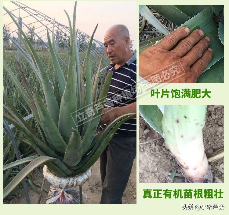 什么是库拉索芦荟？干嘛用的？