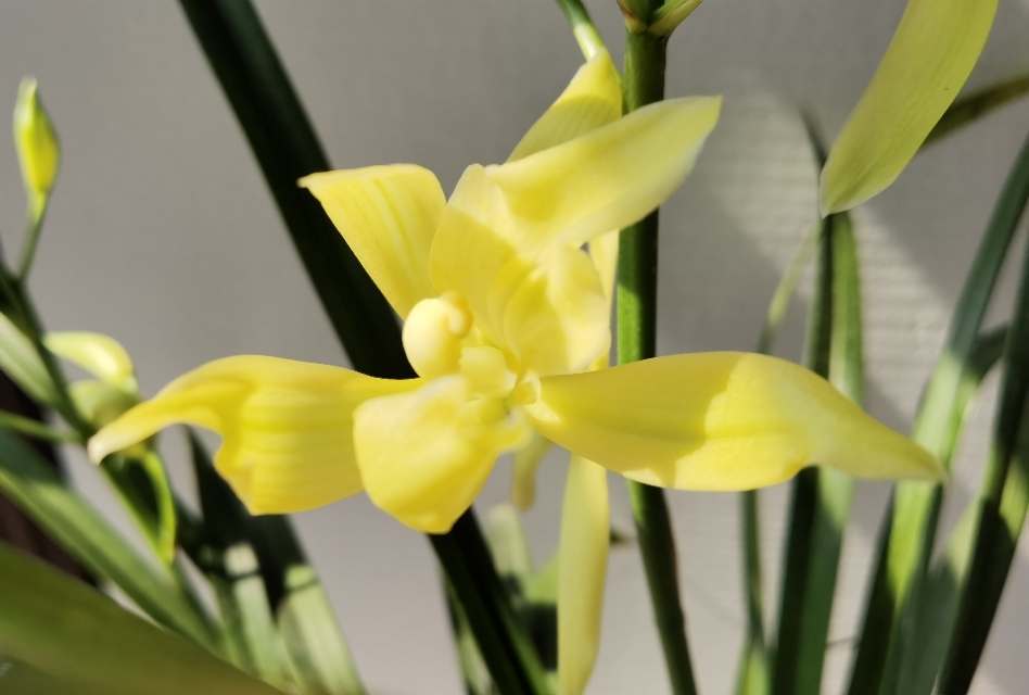 香味浓又勤花的兰花,兰花经典精品欣赏