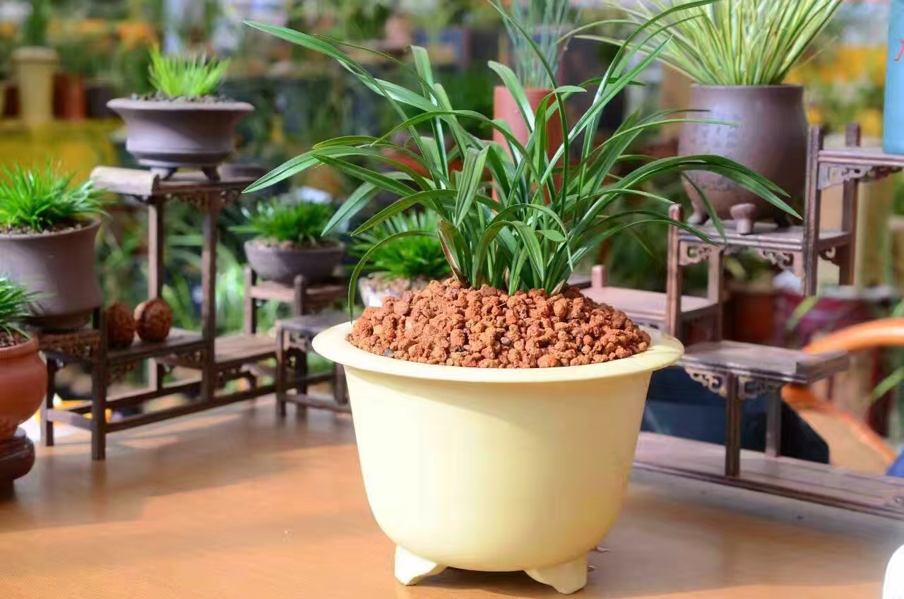 修剪了烂根的兰花怎么上盆和浇水,烂根兰花水培生根后怎么上盆