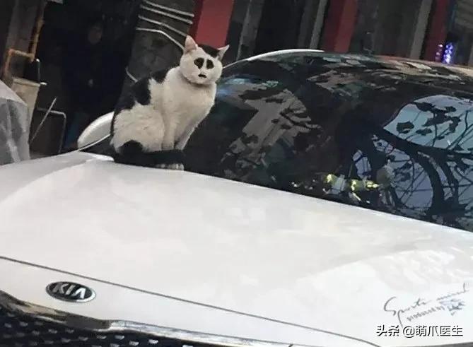 长得很潦草的一只猫,一只猫能有多潦草