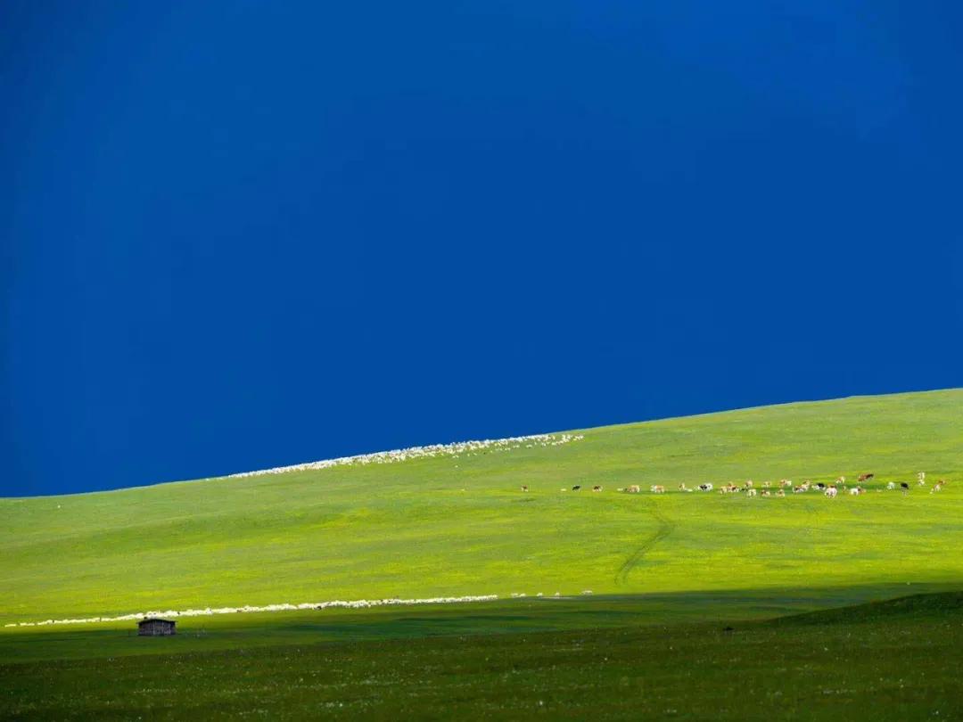 呼伦贝尔大草原天蓝草绿,呼伦贝尔蓝天白云牛羊成群