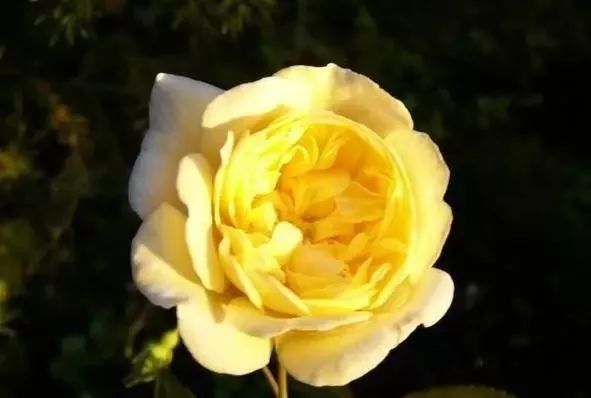 一万年一次的2020520;一起认识100种玫瑰~别送错啊