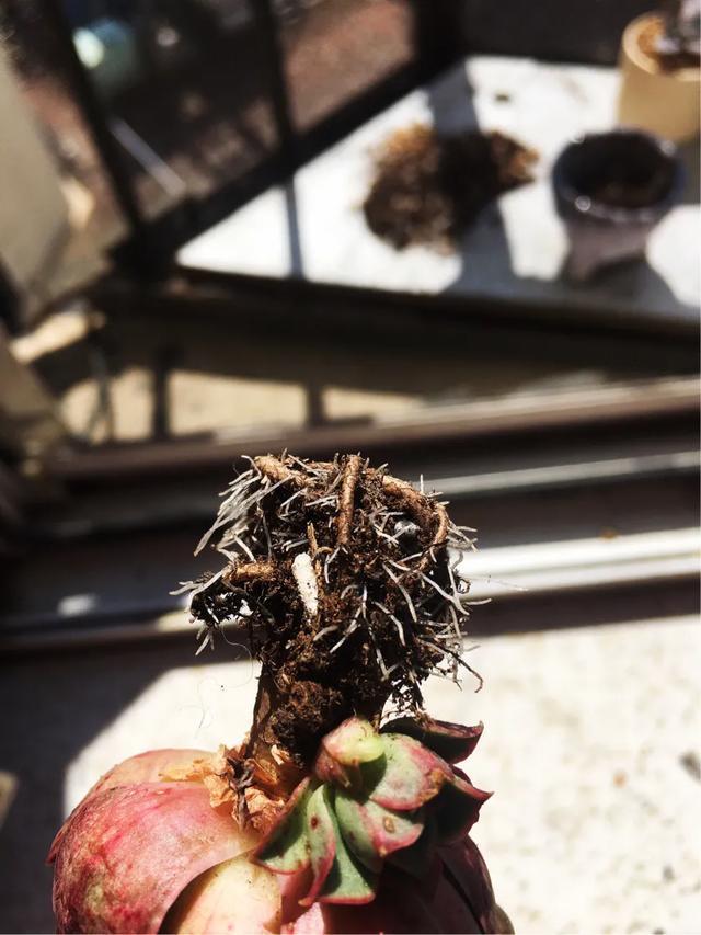 多肉买回来不长花箭,多肉买回来不换土几天浇水