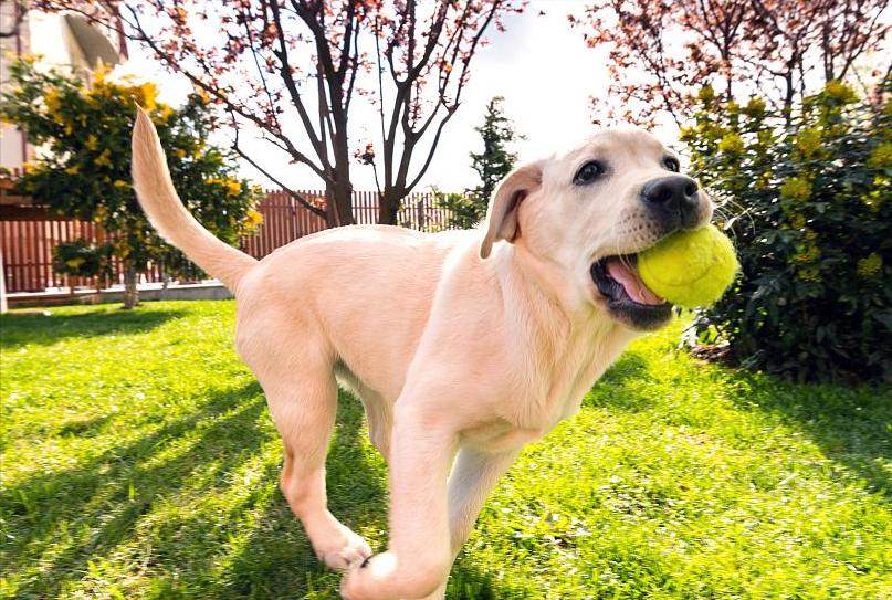 狗界中的大饭桶,狗界第一饭桶