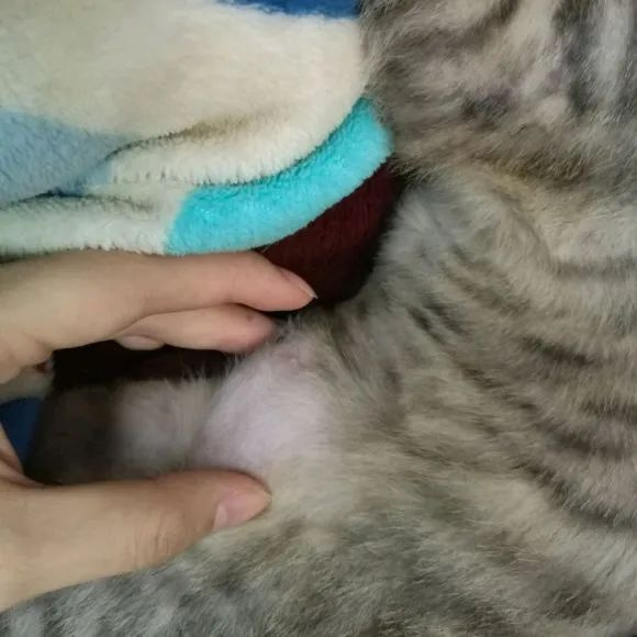 猫咪胀气和猫传腹有什么区别,猫咪肥胖还会有原始袋么