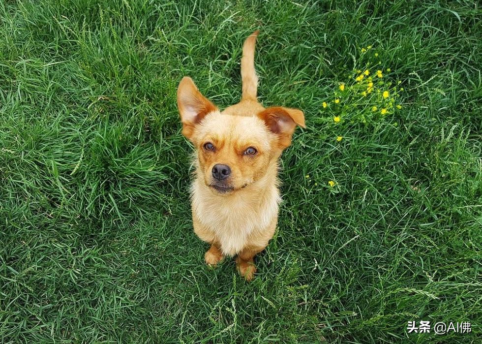 美国最受欢迎的100组小狗名字