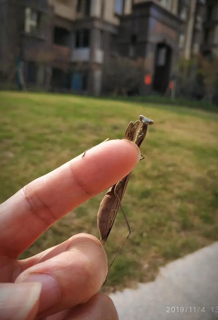 装死的螳螂,伤感的螳螂