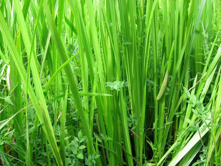 中草药白蘅,菖蒲草药