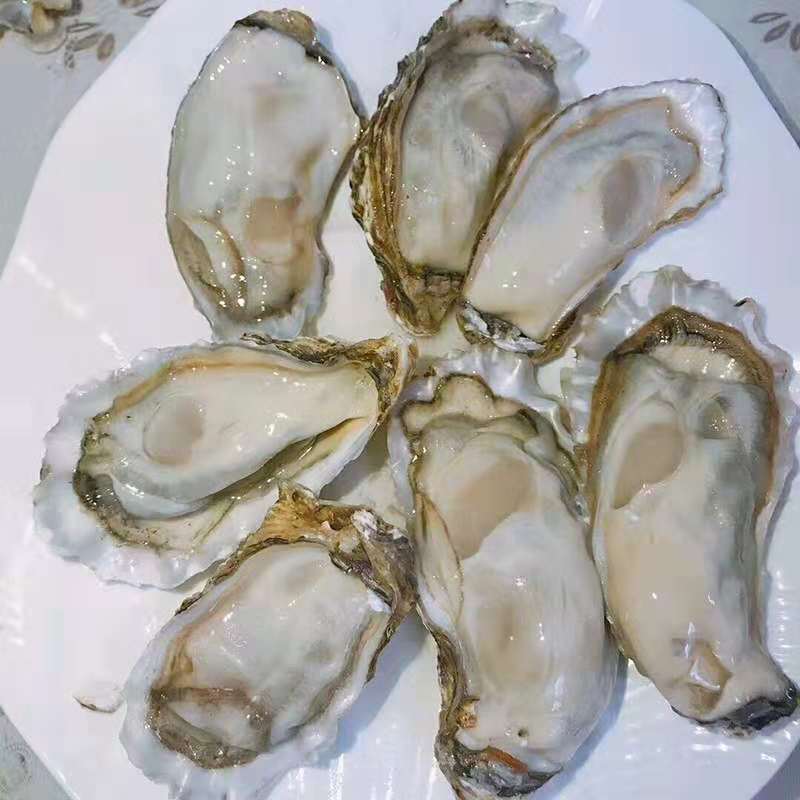 乳山牡蛎肥是什么样的,乳山牡蛎怎么选