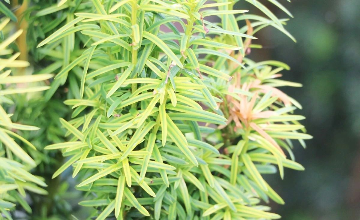 红豆杉树枝叶干枯怎么办,红豆杉怎么种才能保活