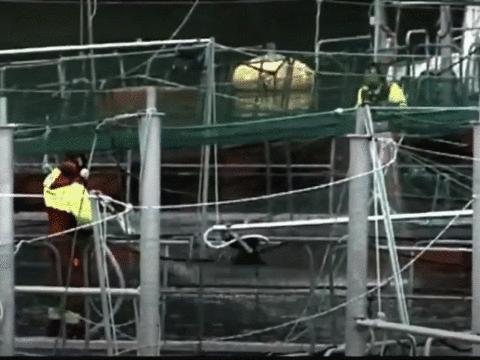 外媒曝光了挪威三文鱼养殖真相吗,挪威三文鱼养殖环境恶劣新闻