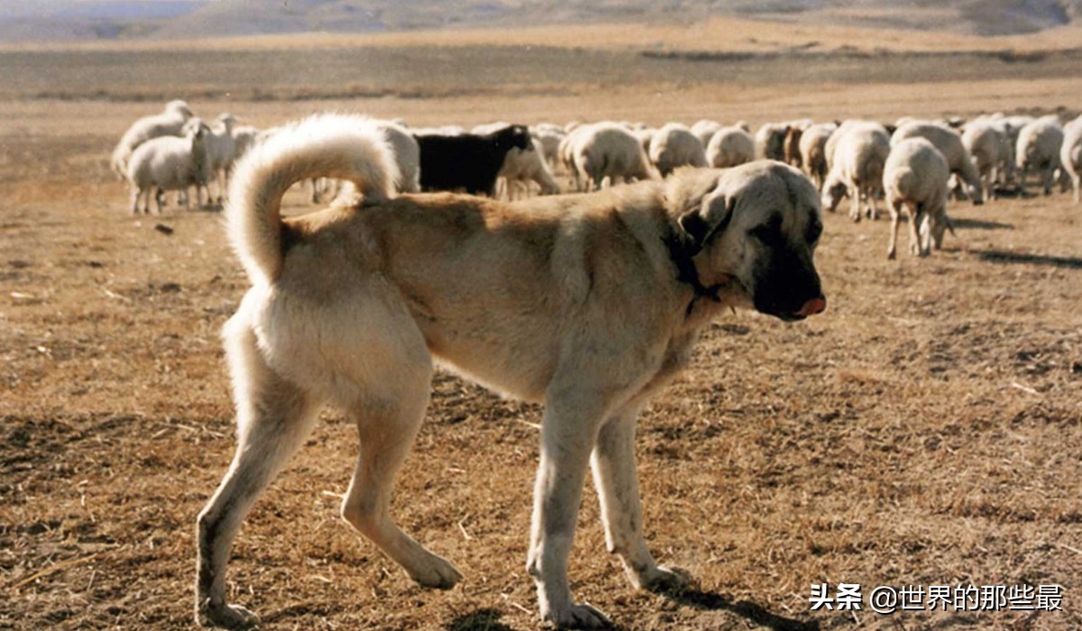 老虎和猛犬哪个厉害,世界上战斗力最强的十种猛犬