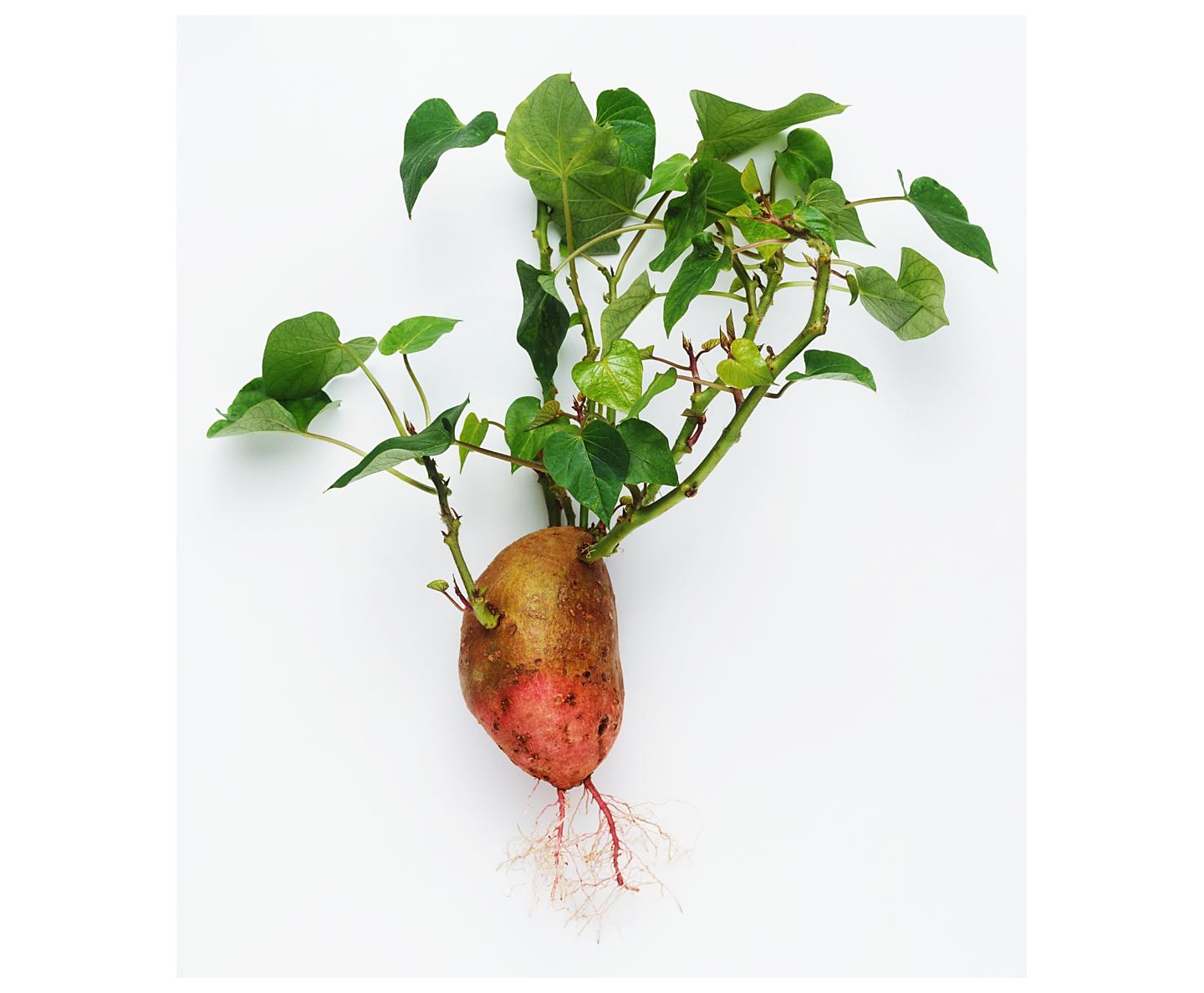 一幼儿园被曝果蔬变质,幼儿园食堂禁止食用的蔬菜