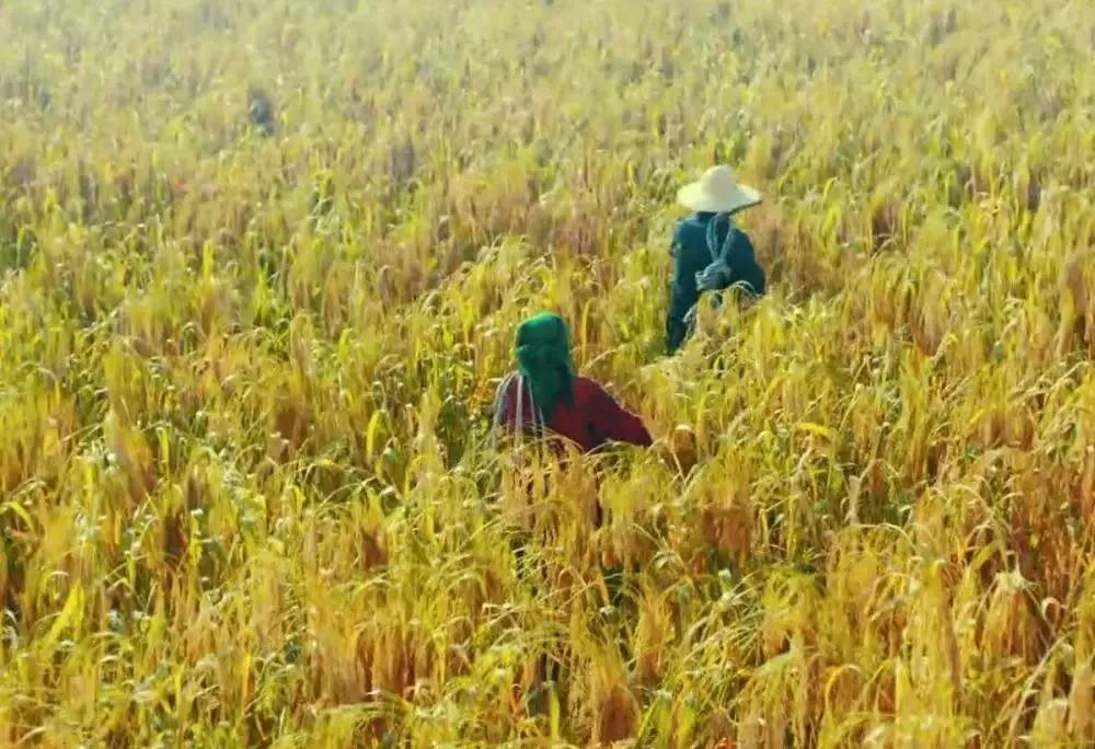 一碗糜子酒,让延川娃回到了小时候