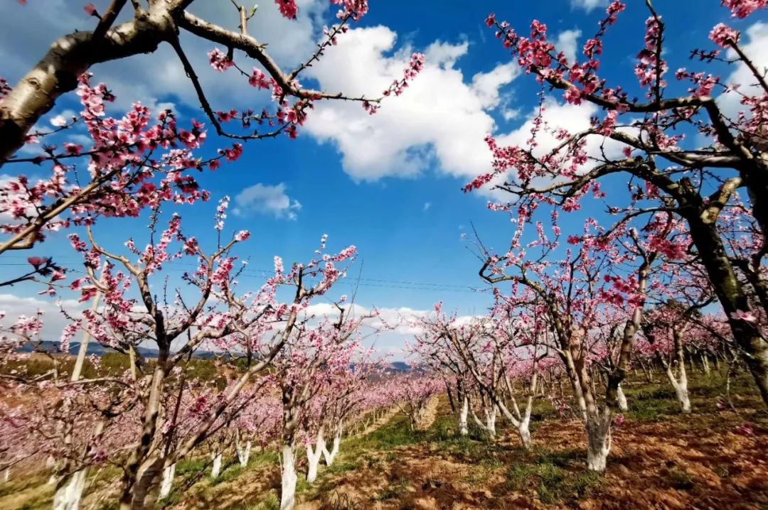 云品出滇入鲁,云品出滇鲜