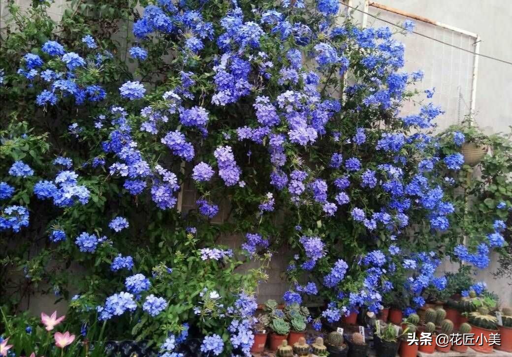 四季开花又耐寒的爬藤植物有哪些,好养的户外爬藤花卉植物有哪些