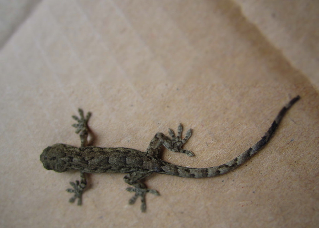 人畜无害的壁虎为什么无毒,壁虎为什么被称为五毒