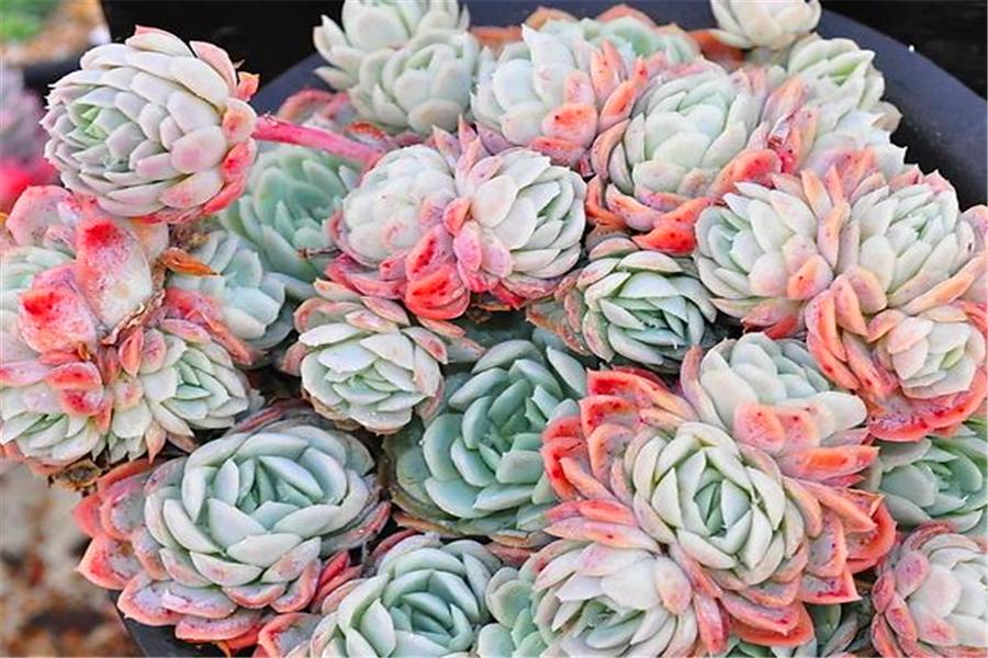 多肉冰梅怎么修成手捧型,把多肉养成像荷花一样