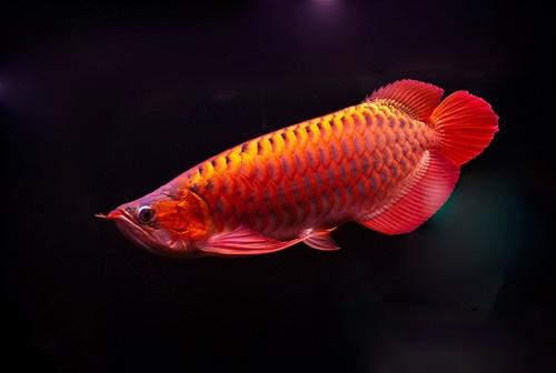 龙鱼常见疾病及治疗方法,龙鱼的常见疾病病因与治疗方法