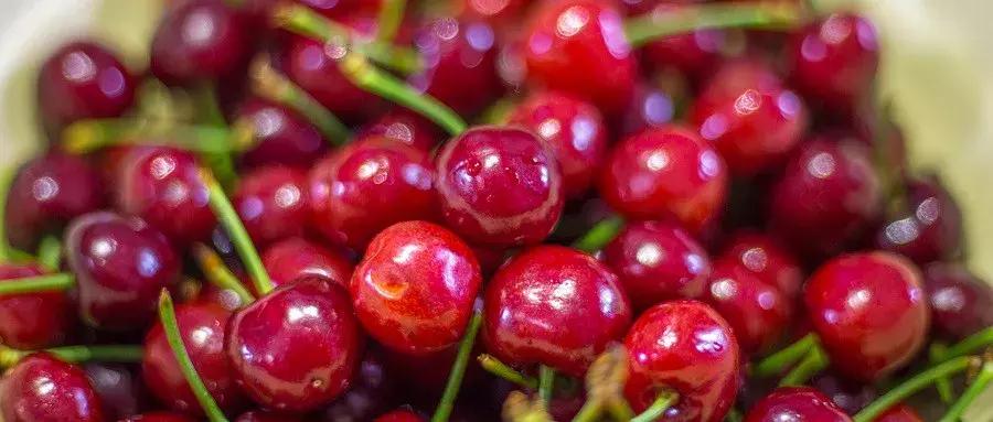 西安周边摘樱桃的地方,西安摘樱桃最佳地点