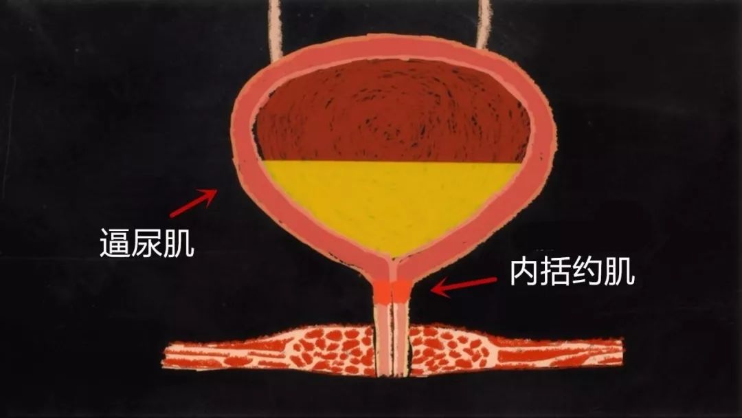 那位死于憋尿的名人也太苦逼了吧