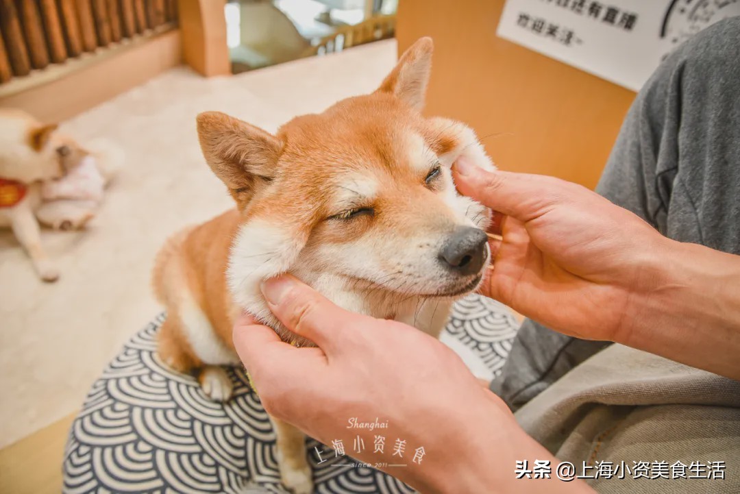 豆柴犬幼犬直播,豆柴是一只非常可爱的小狗