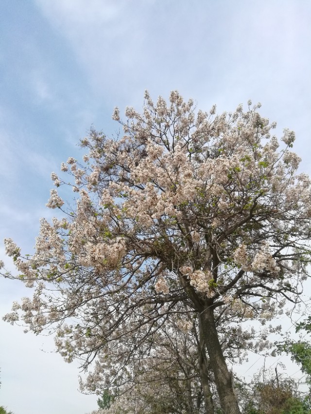 郑州树木园最新视频,郑州树木园现状