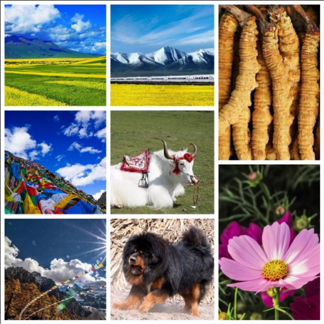 冬虫夏草滋补珍品,雪域之宝冬虫夏草