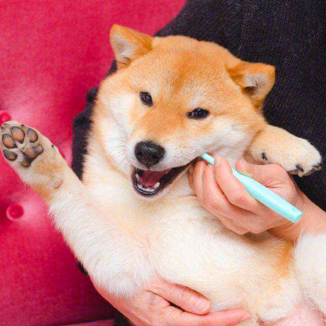 狗狗体味重用碘伏洗澡有用吗,狗狗体味对人的影响