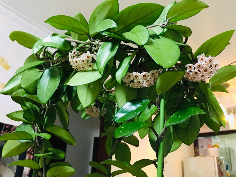 十种养不死有香味的花的室内绿植,四季常开花的室内绿植品种