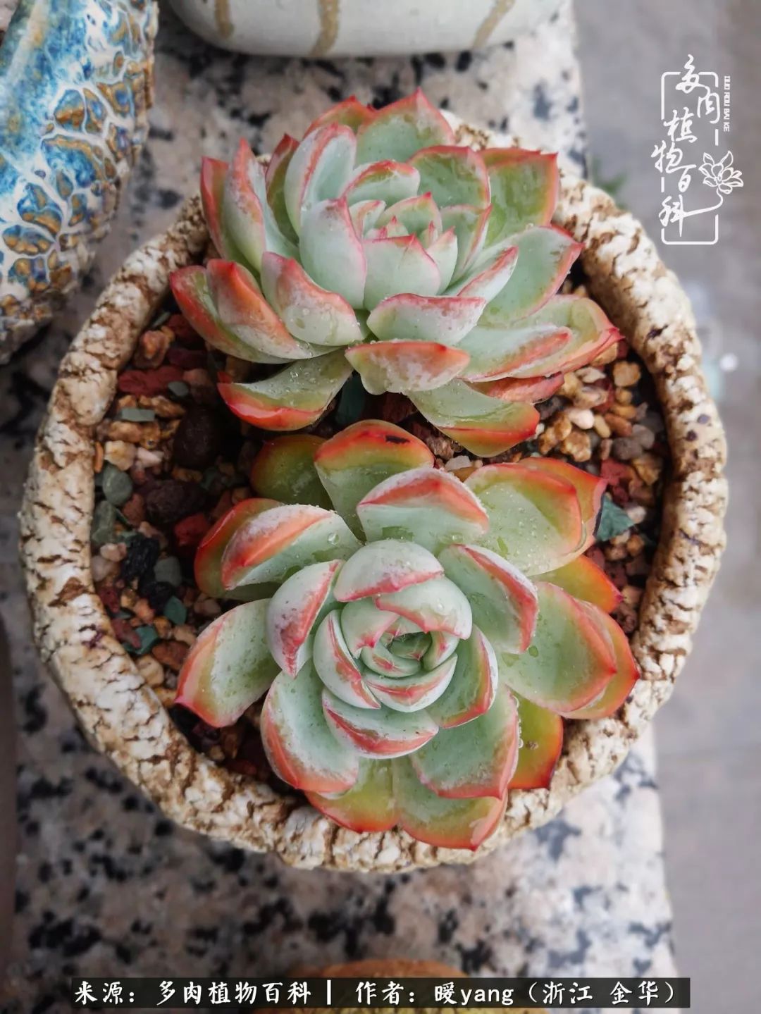 养多肉是业余的纯粹是爱好,每晚7点教您快速入门养多肉