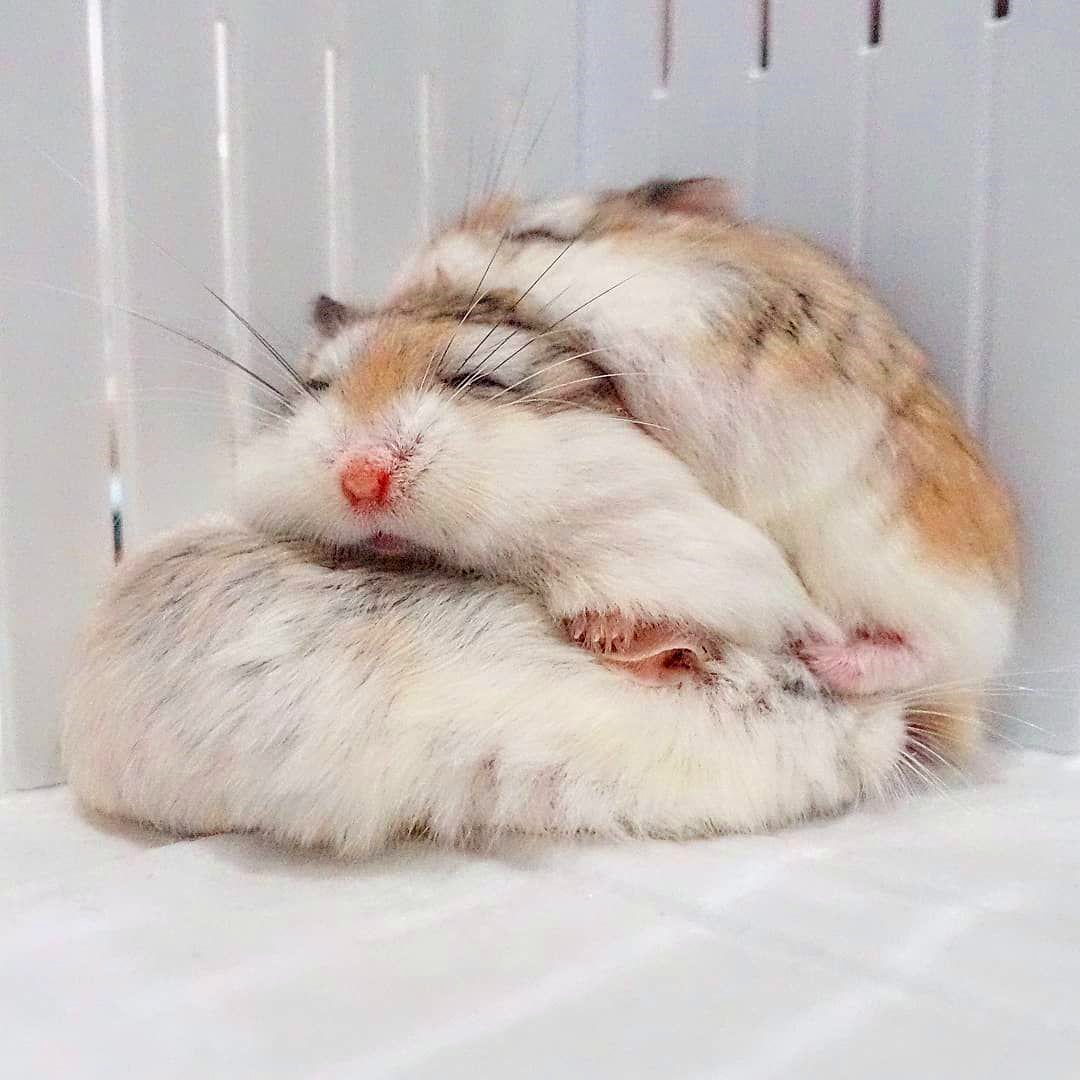 仓鼠宝宝脾气很不好，为了获得主人宠幸，鼠鼠之间闹矛盾了