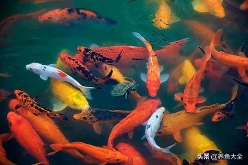 日本锦鲤的治疗方法,锦鲤病的防治方法视频讲解