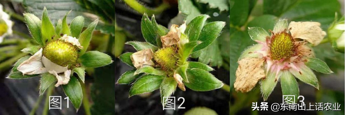 草莓的重要病害—灰霉病，图片观察其侵染全过程、变化，不再看错