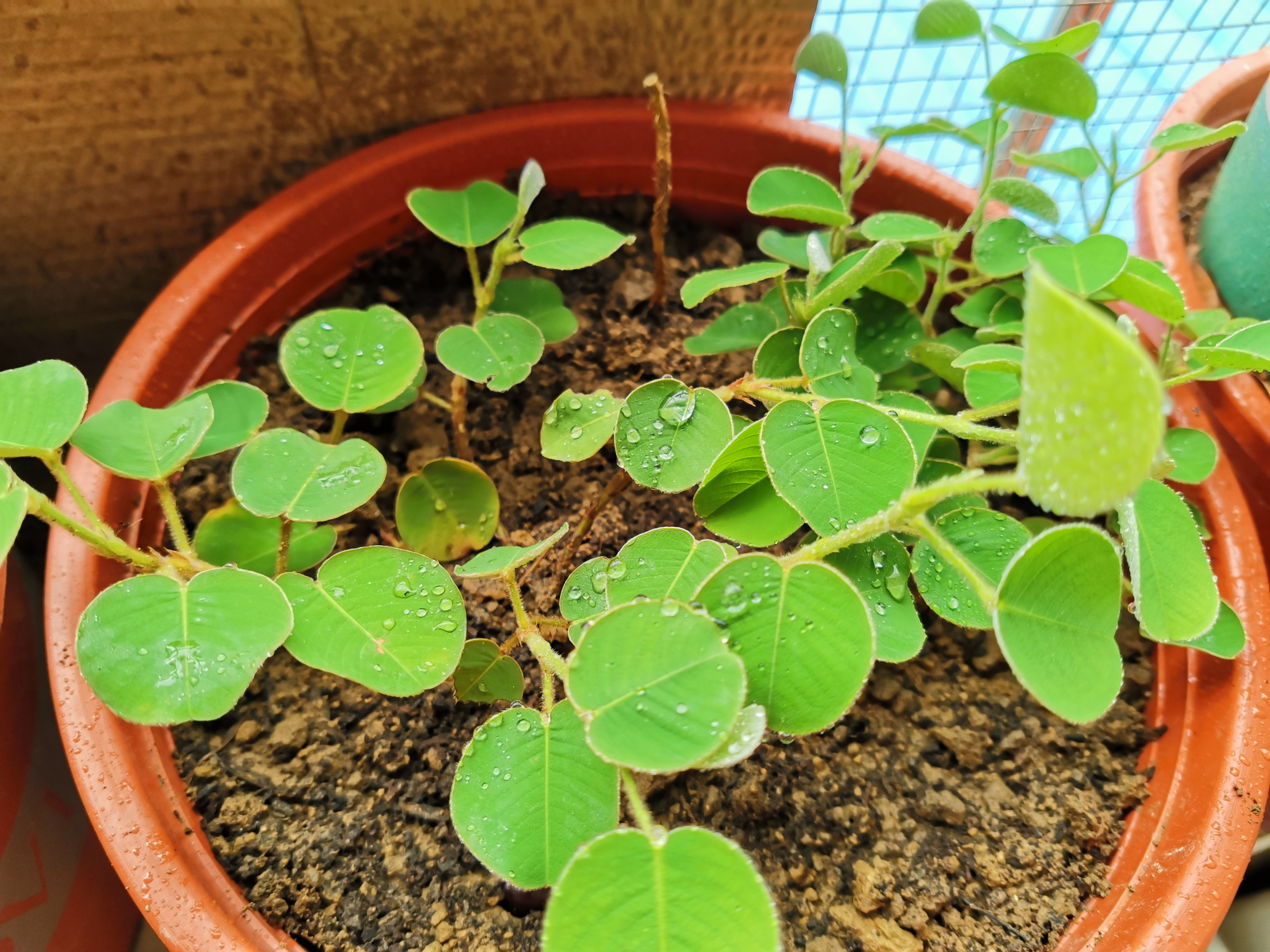 金钱草盆栽能吃吗,金钱草有净化空气的作用吗
