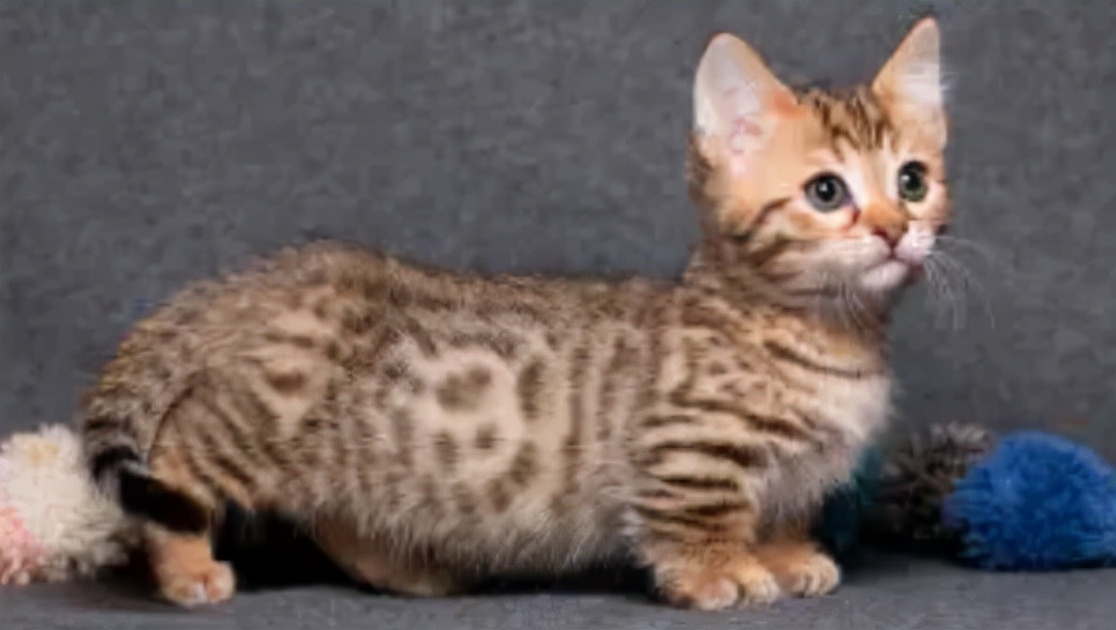 世界公认十种最可爱的猫,十种最可爱的猫