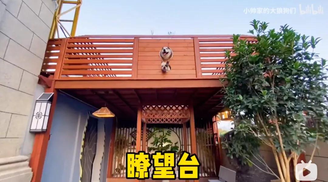 花三年建宠物乐园,花20万给狗打造乐园