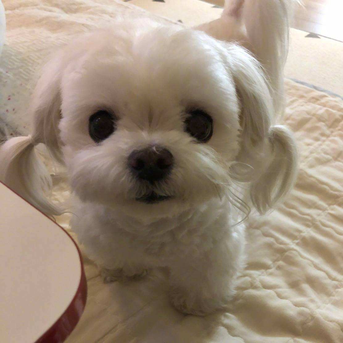 短毛大号拖把,硬毛大拖把长柄