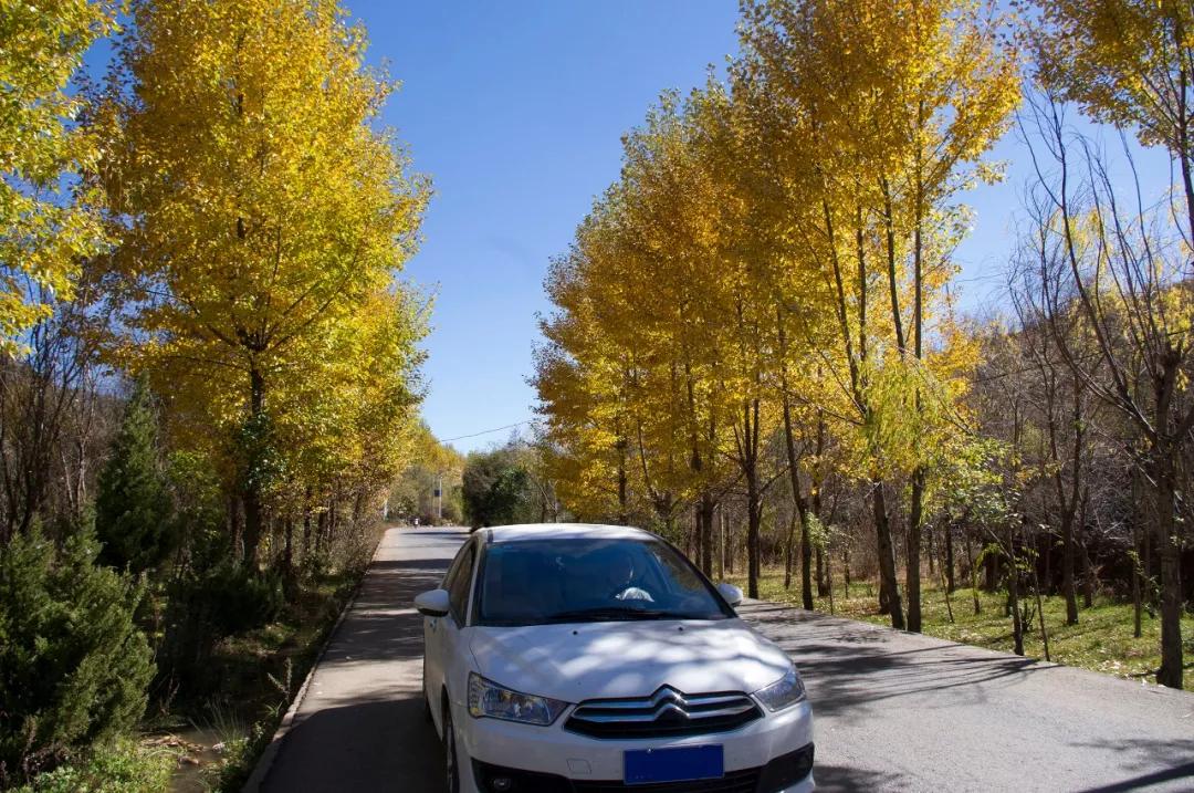 法系车雪铁龙世嘉,法系车雪铁龙c4世嘉怎么样