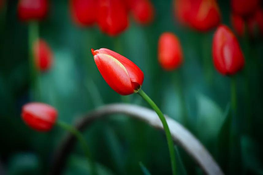 五月杭州西湖美景好看的照片,草长莺飞的图片