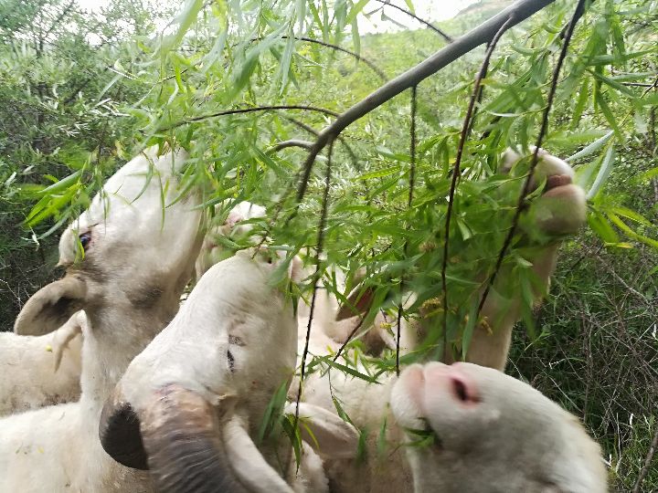 家庭养羊违法吗,农村小规模养羊怎么养合适