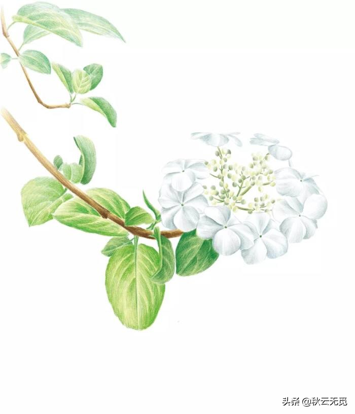 琼花诗句经典名句,吹落琼花满人间的诗句