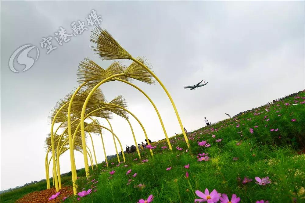 来成都打卡空港花田,成都双流空港花田打卡看飞机